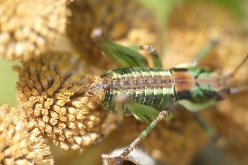 Réf. 301 169 : Antaxius sp.